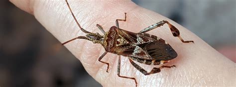 My window buddy: The Western Conifer Seed Bug - Bug News