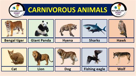 List Of Carnivorous Animals With Pictures - Vocabulary Point