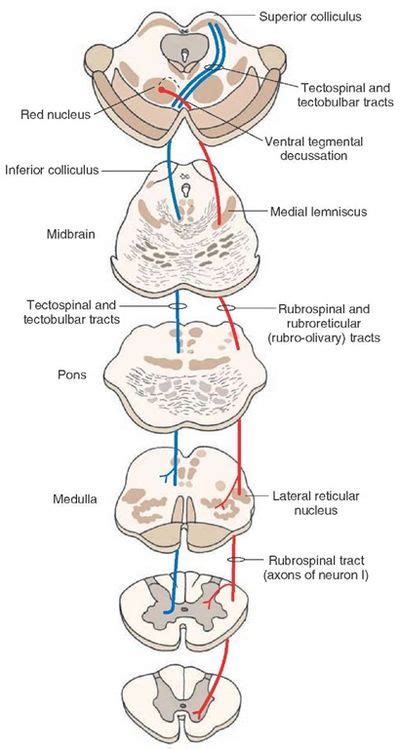 What Is The Meaning Of Lower Motor Neuron Lesion | Webmotor.org