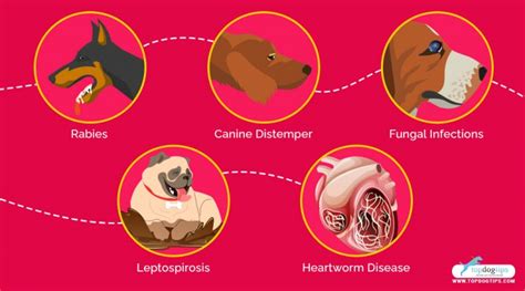 11 Most Deadly Dog Diseases by Mortality Rate