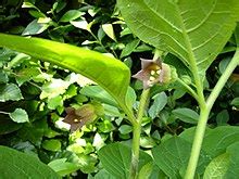 Atropa belladonna - Wikipedia