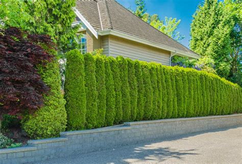 17 Best Trees for Privacy Screen That Grow Fast - Hort Zone