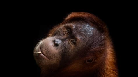 Orangutan Wallpapers - Wallpaper Cave