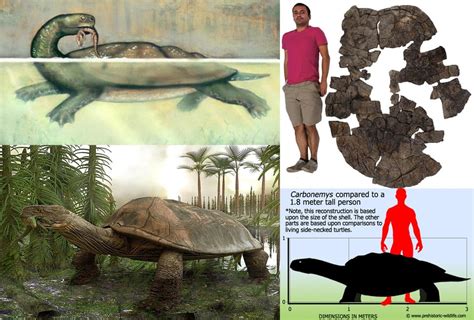 The ancient turtle Carbonemys cofrinii was as large as a small car! Its ...