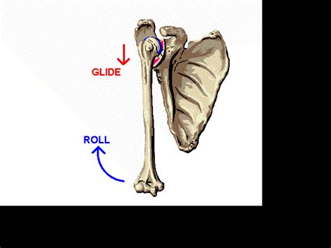 Arthrokinematics and osteokinematics