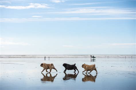 Top tips for taking your dog to Saunton Sands in North Devon — Rhian White Photography