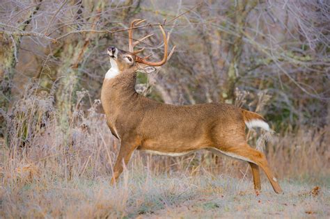 Whitetail Deer – Bill Lea Photography