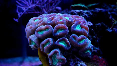 Candy Cane Coral Care & Info | Maryland Aquarium Design & Installation