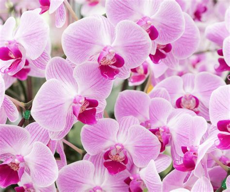 Thai Orchid Flower Meaning | Best Flower Site