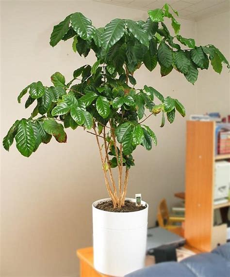 How to Grow a Coffee Plant | Care and Growing at Home