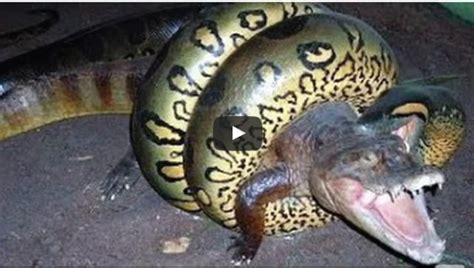 Giant Anaconda vs Crocodile | SK4News (Srok Khmer For News) | Giant anaconda, Anaconda, Snake