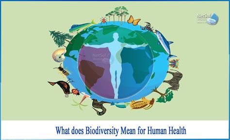 What does biodiversity mean for human health