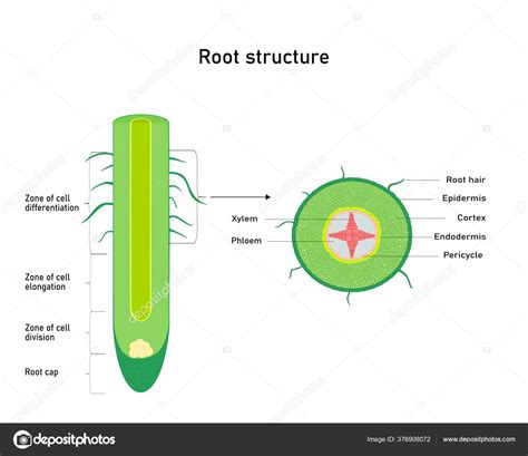 Plant Roots Diagram