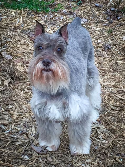 Schnauzer Saver Rescue