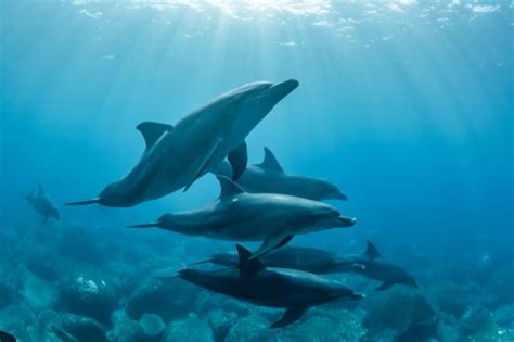 What Is a Group of Dolphins Called? - Dolphins Collective Nouns ...