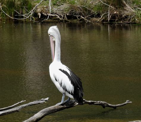 More Australian Wildlife | Real Climate Science