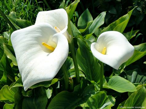 Interesting facts about calla lilies | Just Fun Facts