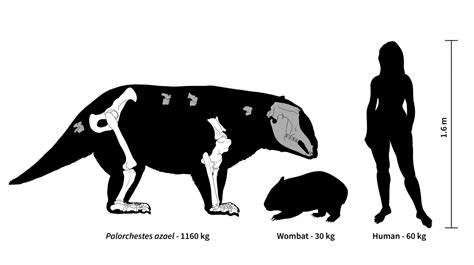 Palorchestes Azael: Wombat Ancestor Weighed 2,000 Lbs. | Science 2.0