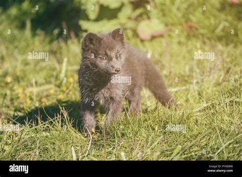 Arctic fox cub Stock Photo - Alamy