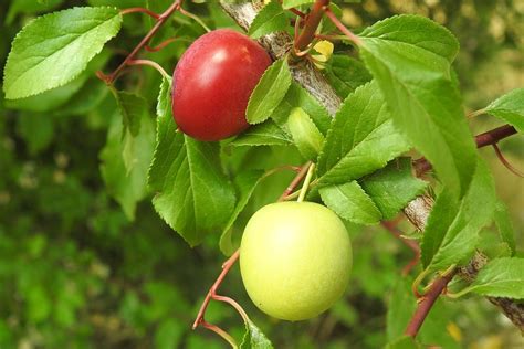 Cherry Plums Yellow Fruit - Free photo on Pixabay - Pixabay