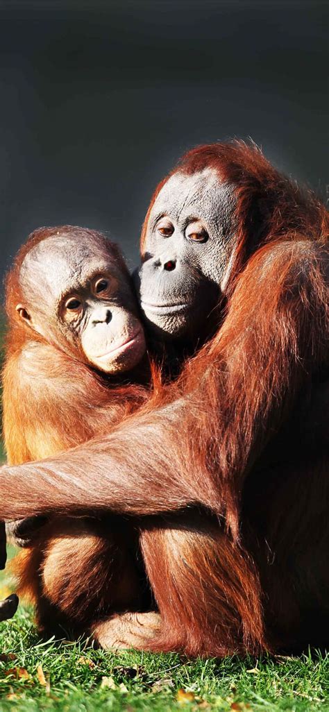 Download Orangutan Hugging Each Other Wallpaper | Wallpapers.com