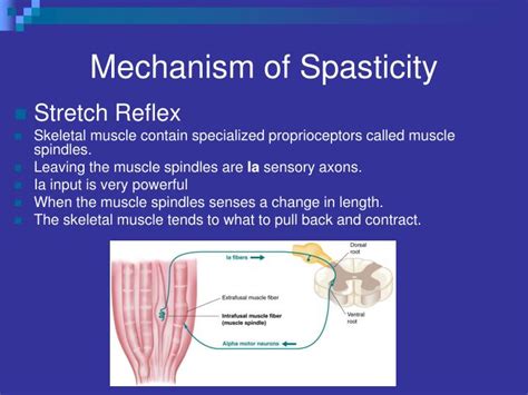 PPT - Spasticity What Causes it and Can it be Inhibited? PowerPoint ...