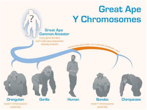 Researchers Sequence Y Chromosomes of Bonobos and Orangutans | Sci.News