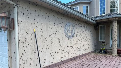 Mormon crickets create creepy, crawly nuisance in Elko invasion | Flipboard