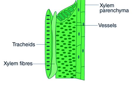 Function Of Xylem Vessels In Plants - Infoupdate.org