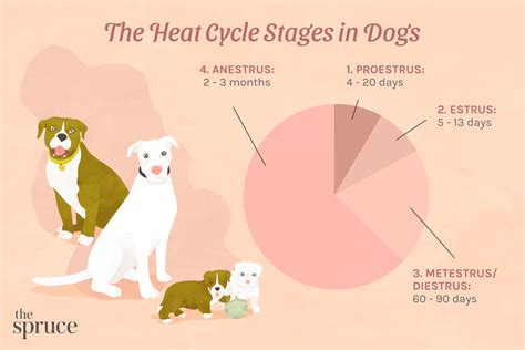 heat cycle in dogs – KeepingDog