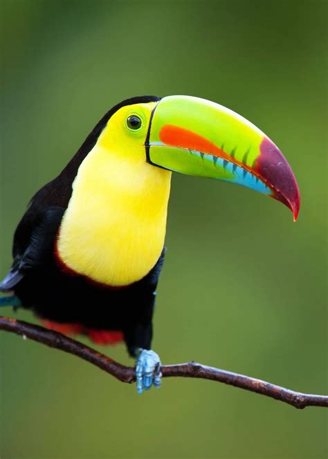 35 Most Colorful Animals in the World (Mammals, Birds, Insects ...