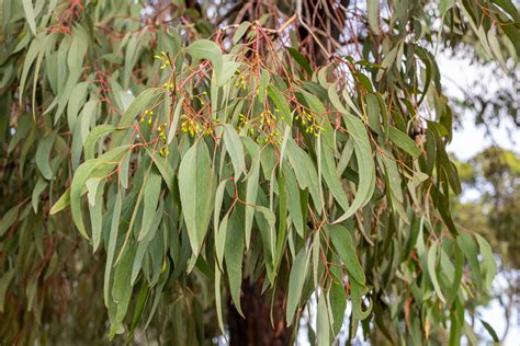 Eucalyptus Tree Leaves