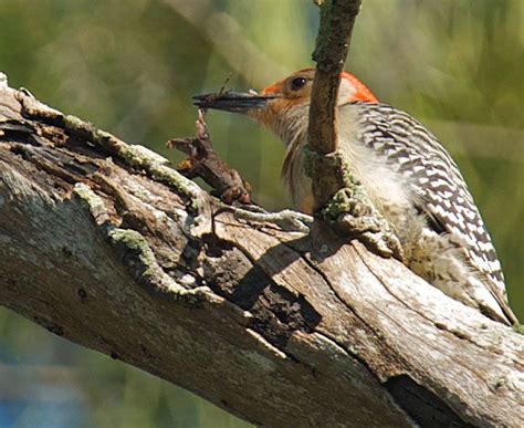 A Red-bellied Woodpecker eating a salamander (or lizard)... | Woodpecker, Backyard birds, Salamander