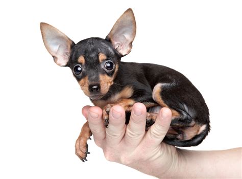 Small Black And Tan Dog Breeds | The Smart Dog Guide