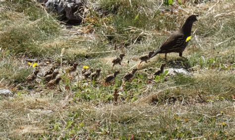 California Quail – Mendonoma Sightings