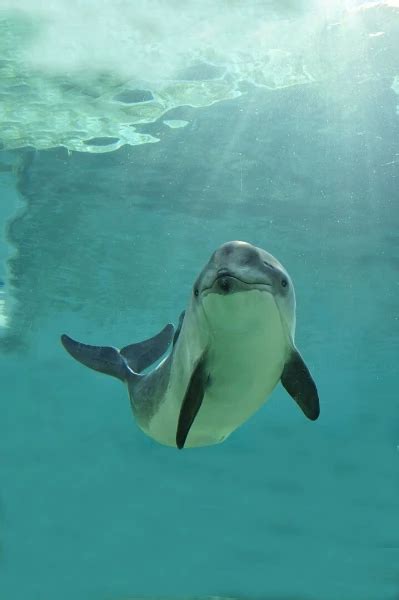 Harbour Porpoise - Facts, Diet, Habitat & Pictures on Animalia.bio