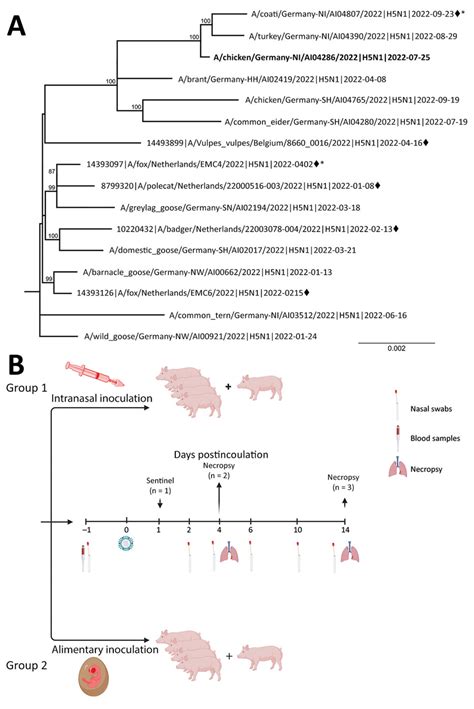 Figure - Low Susceptibility of Pigs against Experimental Infection with ...