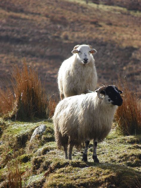 Sheep Grazing on Irish Hill