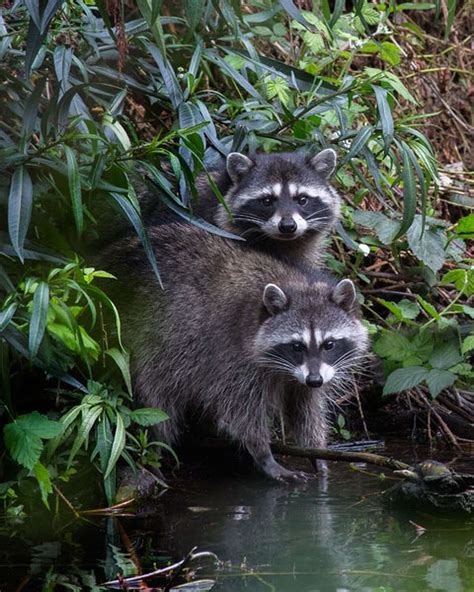 World's 'best nature photos' show the playful side of wildlife