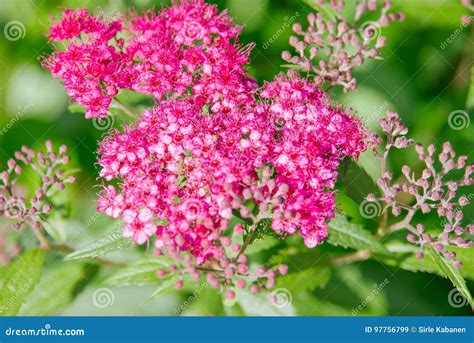 Spiraea japonica stock image. Image of bunch, macro, gardening - 97756799