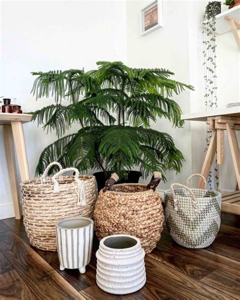 Baskets For Your Indoor Plants - My Tasteful Space