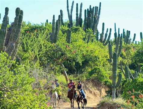 Cabo San Lucas Cruise Excursions | Cabo Horseback Rides - $100us