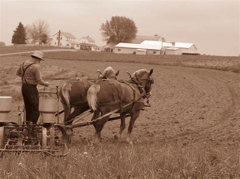 Amish Farmer Photograph by Janet Pugh