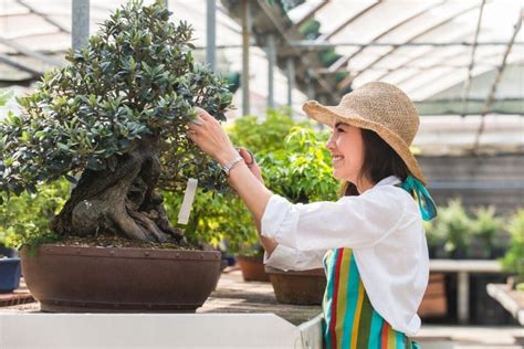 How To Grow and Care for Bonsai Trees: A Beginner's Guide | Florgeous