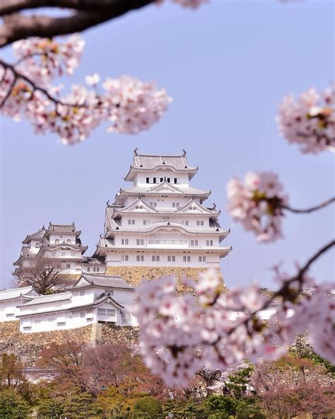 We took this photo today of Himeji Castle with the cherry blossoms in ...