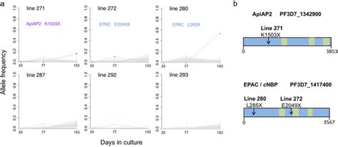 Selection of novel SNPs during culture adaptation of single-genotype P.... | Download Scientific ...