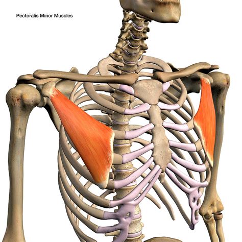 Pectoralis Minor Anatomy Chest Muscles Anatomy Art | The Best Porn Website