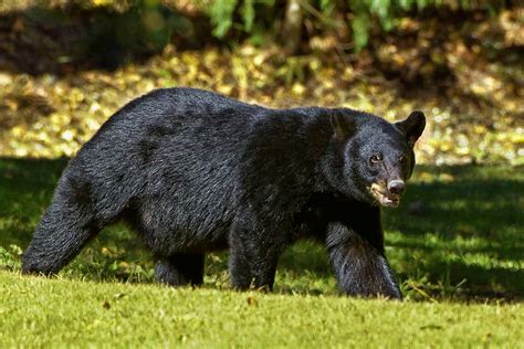 HD wallpaper: black bear at the field during day, louisiana, louisiana ...