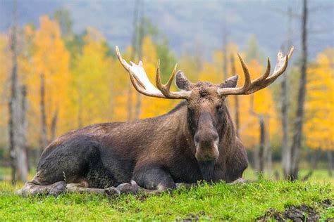 Alaska Wildlife Conservation Center | Portage | ALASKA.ORG