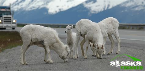 Alaska Wildlife Viewing You may see moose in Anchorage